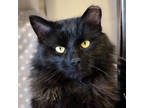 Tumbleweed, Domestic Longhair For Adoption In Ann Arbor, Michigan