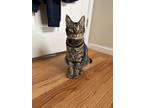 Elaine, Domestic Shorthair For Adoption In Chicago, Illinois