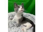 Bluegrass, Domestic Shorthair For Adoption In New Albany, Indiana