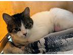 Jelly Belly Bonded With Jelly Bean, Domestic Shorthair For Adoption In