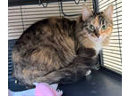 Jelly Bean Bonded With Jelly Belly, Domestic Mediumhair For Adoption In
