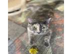 Bobbie Sue, Domestic Shorthair For Adoption In Athens, Tennessee