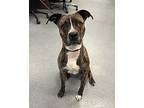 Shake, Shake, Shake, American Pit Bull Terrier For Adoption In Richmond