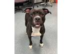 Little Debbie, American Pit Bull Terrier For Adoption In Richmond, Virginia