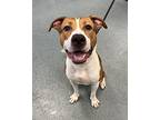 Ricky Stanicky, American Pit Bull Terrier For Adoption In Richmond, Virginia