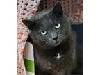 Peeps, Domestic Shorthair For Adoption In Belleville, Ontario