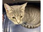 Quill, Domestic Shorthair For Adoption In Salisbury, Maryland