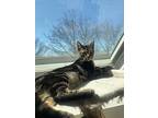 Smoky, Domestic Shorthair For Adoption In Worcester, Massachusetts