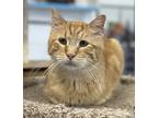 Sweet Pete, Domestic Shorthair For Adoption In Faribault, Minnesota