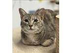 Mary, Domestic Shorthair For Adoption In Faribault, Minnesota