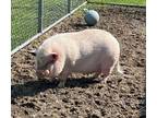 Henry, Pig (potbellied) For Adoption In West Seneca, New York