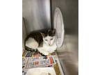 Goose, Domestic Shorthair For Adoption In Knoxville, Tennessee