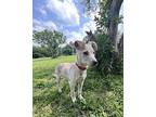 Yvette, Terrier (unknown Type, Medium) For Adoption In Haslet, Texas