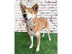 Kiki, Terrier (unknown Type, Medium) For Adoption In Corona, California