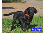 Jayjay, Labrador Retriever For Adoption In Bayport, New York
