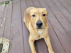 Ben, Labrador Retriever For Adoption In Fenton, Missouri
