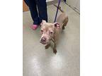 Jelly, American Pit Bull Terrier For Adoption In Bridsboro, Pennsylvania