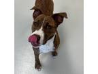 Jewels, Terrier (unknown Type, Small) For Adoption In Irving, Texas