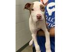 Jax, American Pit Bull Terrier For Adoption In Irving, Texas