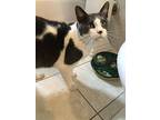 Kobe, Domestic Shorthair For Adoption In Whitestone, New York