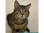 Muffin, Domestic Shorthair For Adoption In Swanzey, New Hampshire