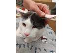 Bowie, Domestic Shorthair For Adoption In Swanzey, New Hampshire