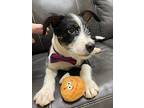 Sherlock, Parson Russell Terrier For Adoption In Maryville, Tennessee