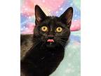 Taylor- Rc Petsmart, Domestic Shorthair For Adoption In Chino, California