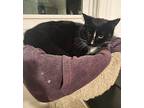 Doogie Howser, Domestic Shorthair For Adoption In Warwick, Rhode Island