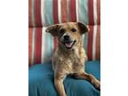 Elara, Terrier (unknown Type, Medium) For Adoption In Greenville, South Carolina