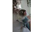 Mahi, Lovebird For Adoption In Pasco, Washington