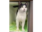 Archie, Domestic Shorthair For Adoption In Jeffersonville, Indiana