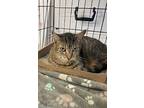 Felix, American Shorthair For Adoption In Paterson, New Jersey