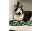 Opal, Domestic Shorthair For Adoption In Jeffersonville, Indiana