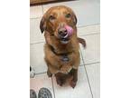 Red, Golden Retriever For Adoption In Memphis, Tennessee