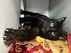 Mayonnaise, Domestic Shorthair For Adoption In New York, New York