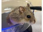 Zed, Hamster For Adoption In San Diego, California