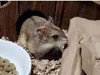 Double You, Hamster For Adoption In San Diego, California