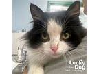 Sassy, Domestic Longhair For Adoption In Washington, District Of Columbia