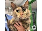 Citrus, Domestic Longhair For Adoption In Washington, District Of Columbia