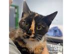 Viola, Domestic Shorthair For Adoption In Washington, District Of Columbia