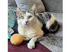 Oscar, Domestic Shorthair For Adoption In San Francisco, California