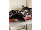 Diego, Maine Coon For Adoption In Parlier, California