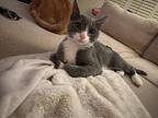 Goose, Domestic Shorthair For Adoption In Parlier, California