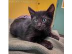 Beauty, Domestic Shorthair For Adoption In Surrey, British Columbia