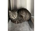 Jenkins, Domestic Shorthair For Adoption In Blackwood, New Jersey