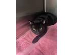 Spring Chicken, Domestic Shorthair For Adoption In Blackwood, New Jersey
