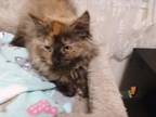 Molly, Domestic Longhair For Adoption In Blackwood, New Jersey