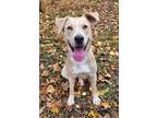 Perla, Labrador Retriever For Adoption In Blackwood, New Jersey