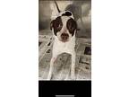 Jojo, Jack Russell Terrier For Adoption In Palmer, Massachusetts